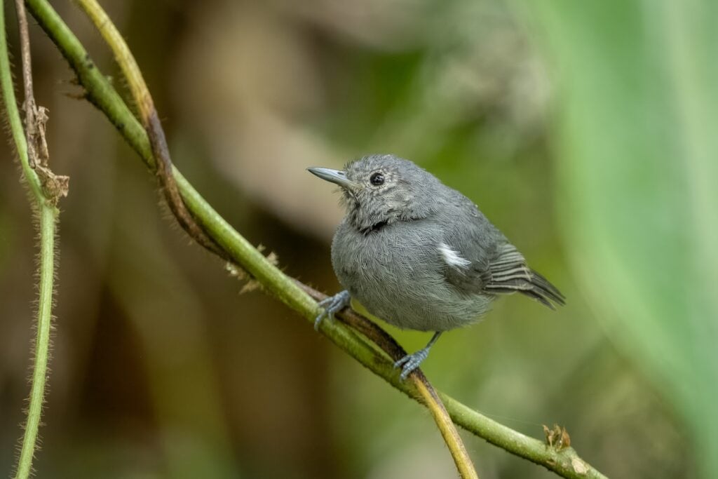 Unicolored antwren perched on branch