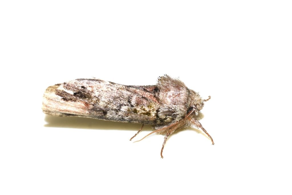 Unicorn caterpillar moth on white background