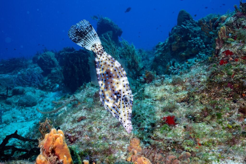 Unicorn leatherjacket swimming down
