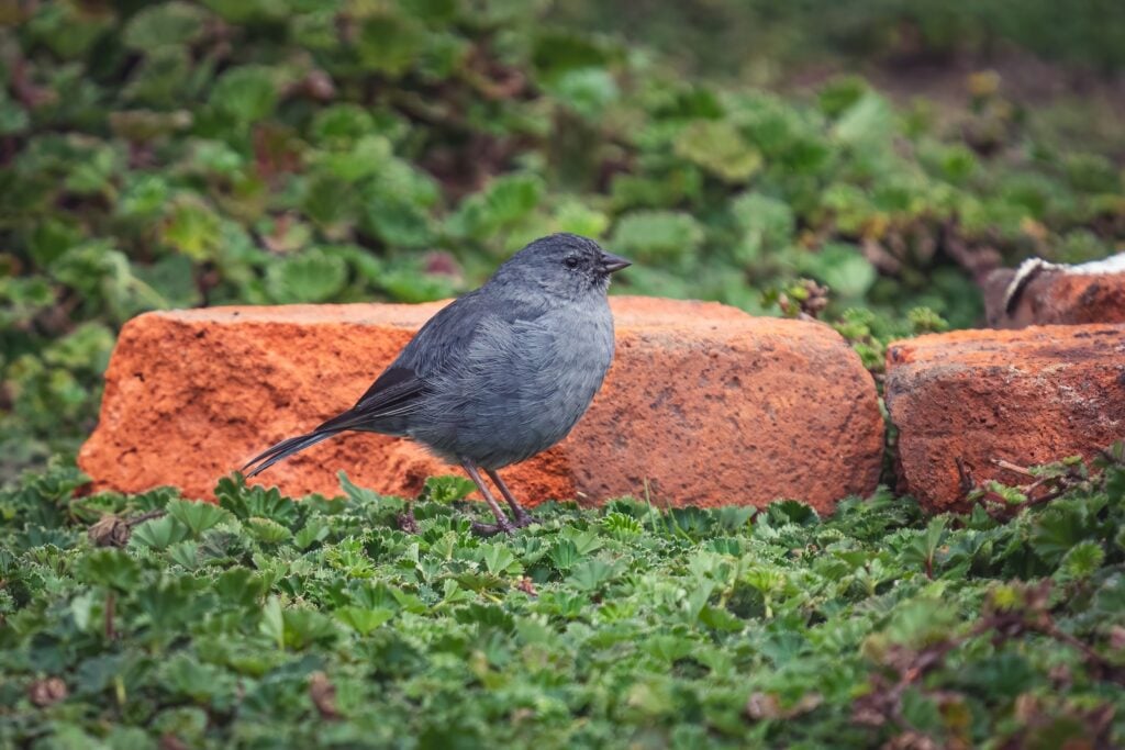 Uniform finch in field