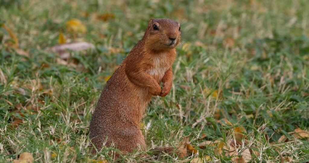 Unstriped ground squirrel in the grass