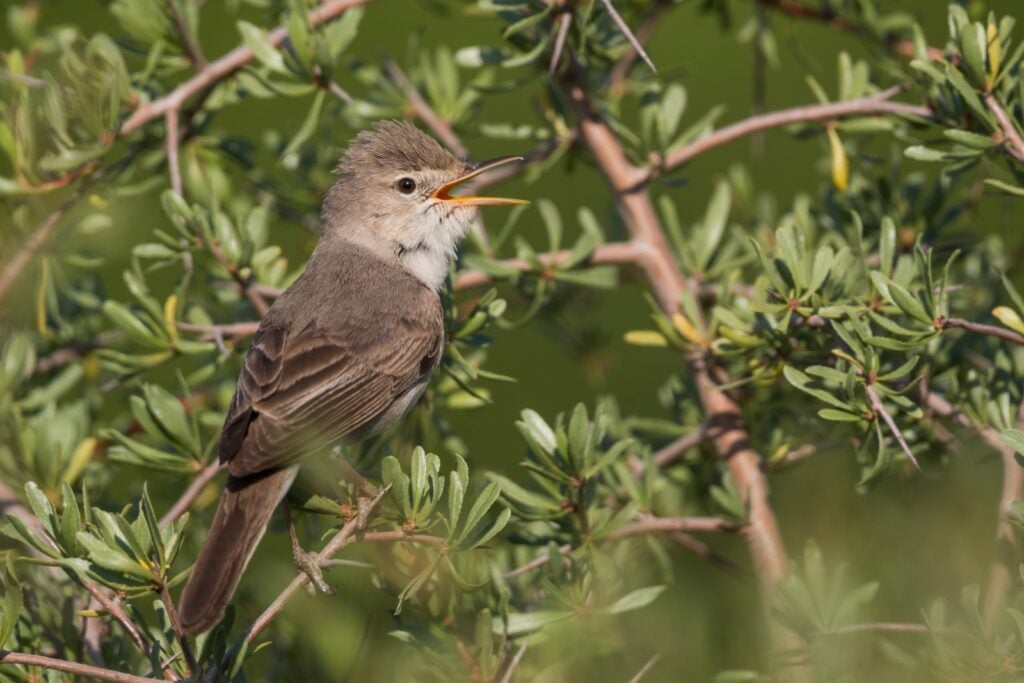 Upcher's warbler calling from tree