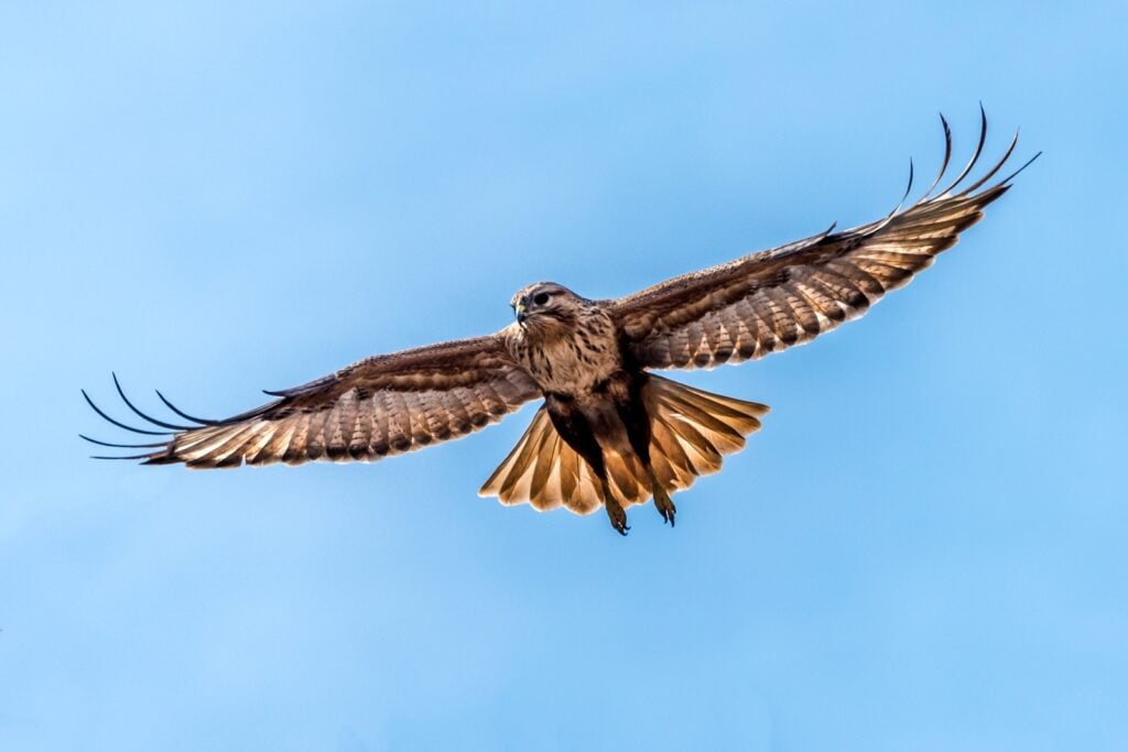 Upland buzzard in the sky