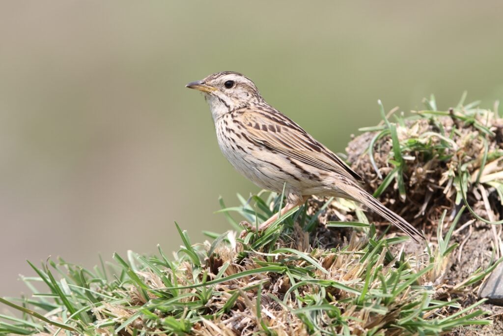 Upland pipit on grassy mound