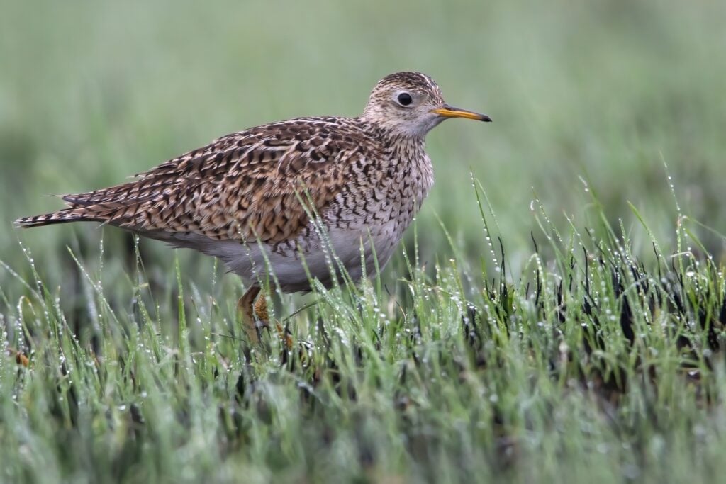 Upland sandpiper in tall grass