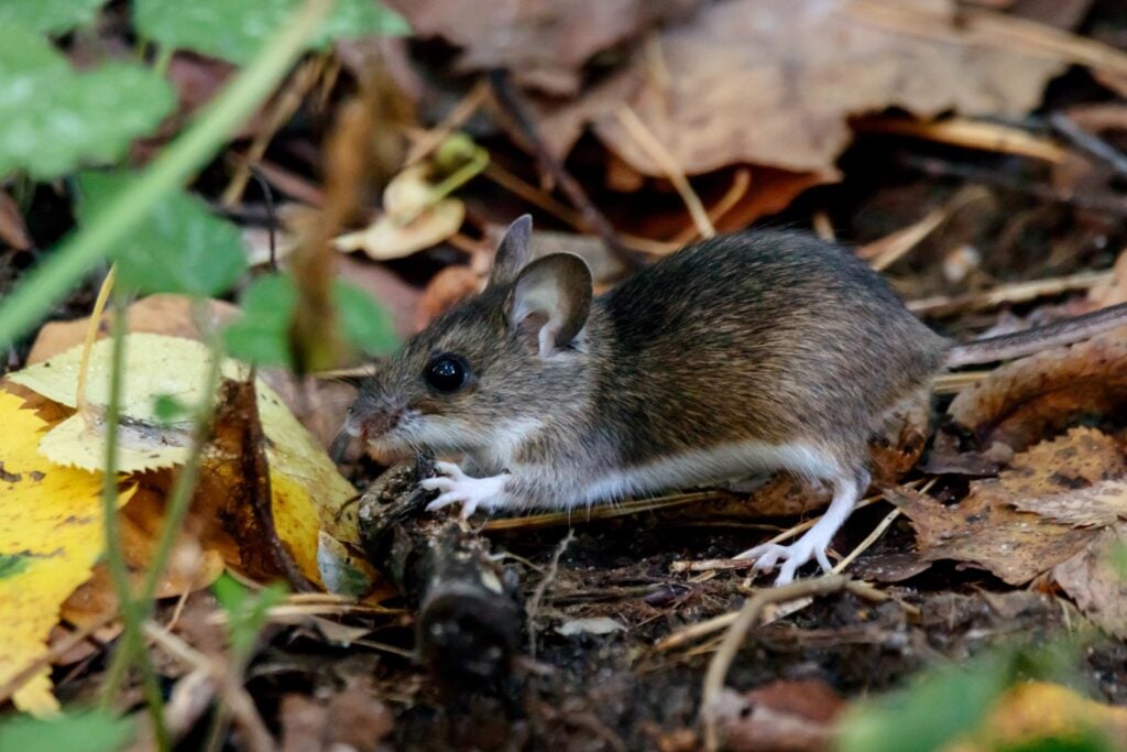 Ural field mouse on leaf litter