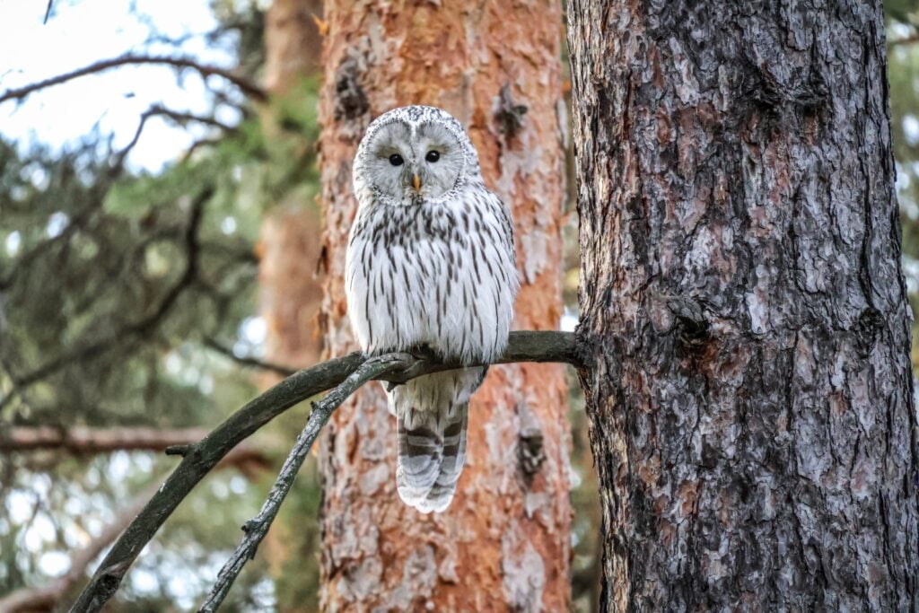 Ural owl perched on tree