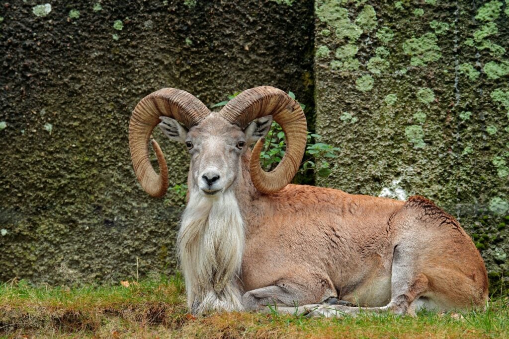 Urial resting by mossy rock