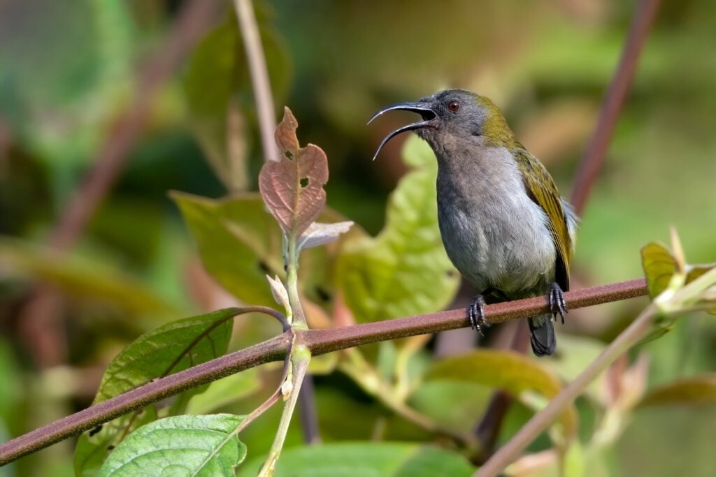 Ursula's sunbird with mouth open