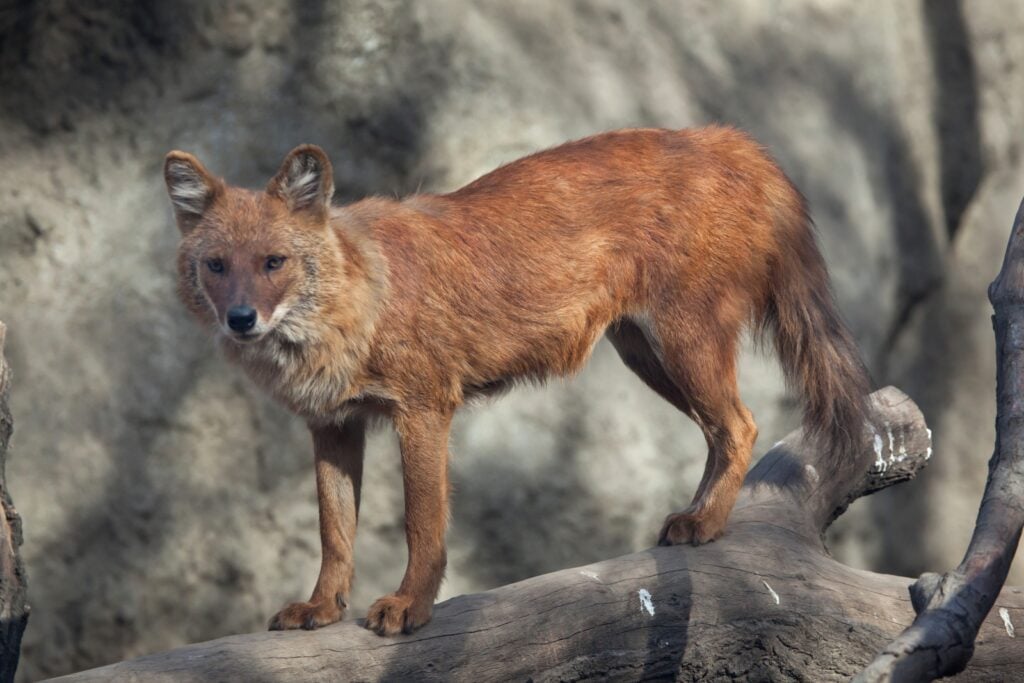 Ussari dhole standing on log