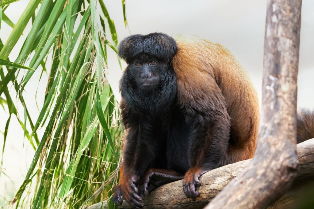 Uta Hick's Bearded Saki on tree branch