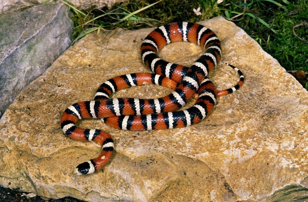 Utah mountain kingsnake on rock