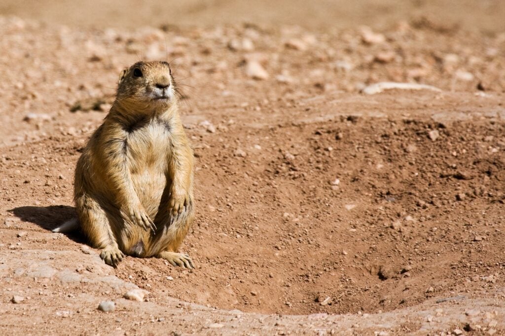 Utah prairie dog near burrow entrance