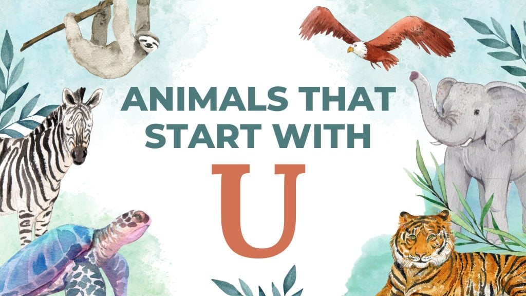 Illustration with different animal species and text saying animals that start with U
