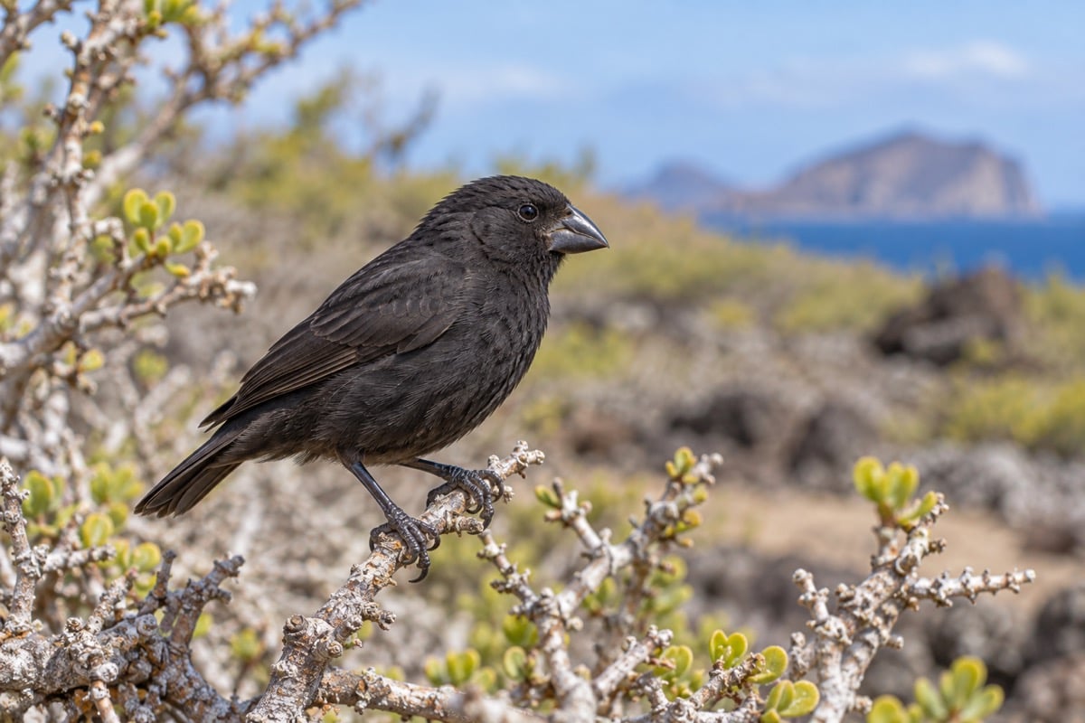 Vampire Ground Finch in its natural habitat