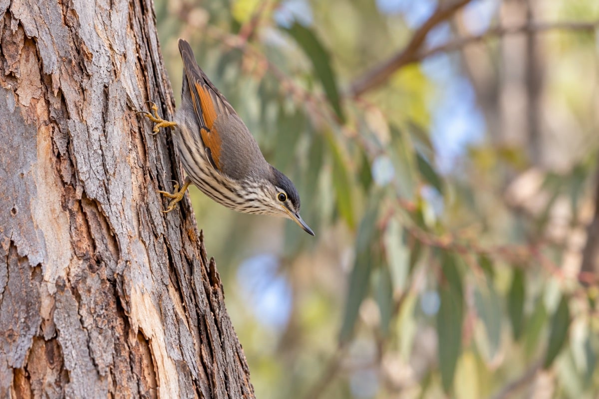 Varied Sittella in its natural habitat