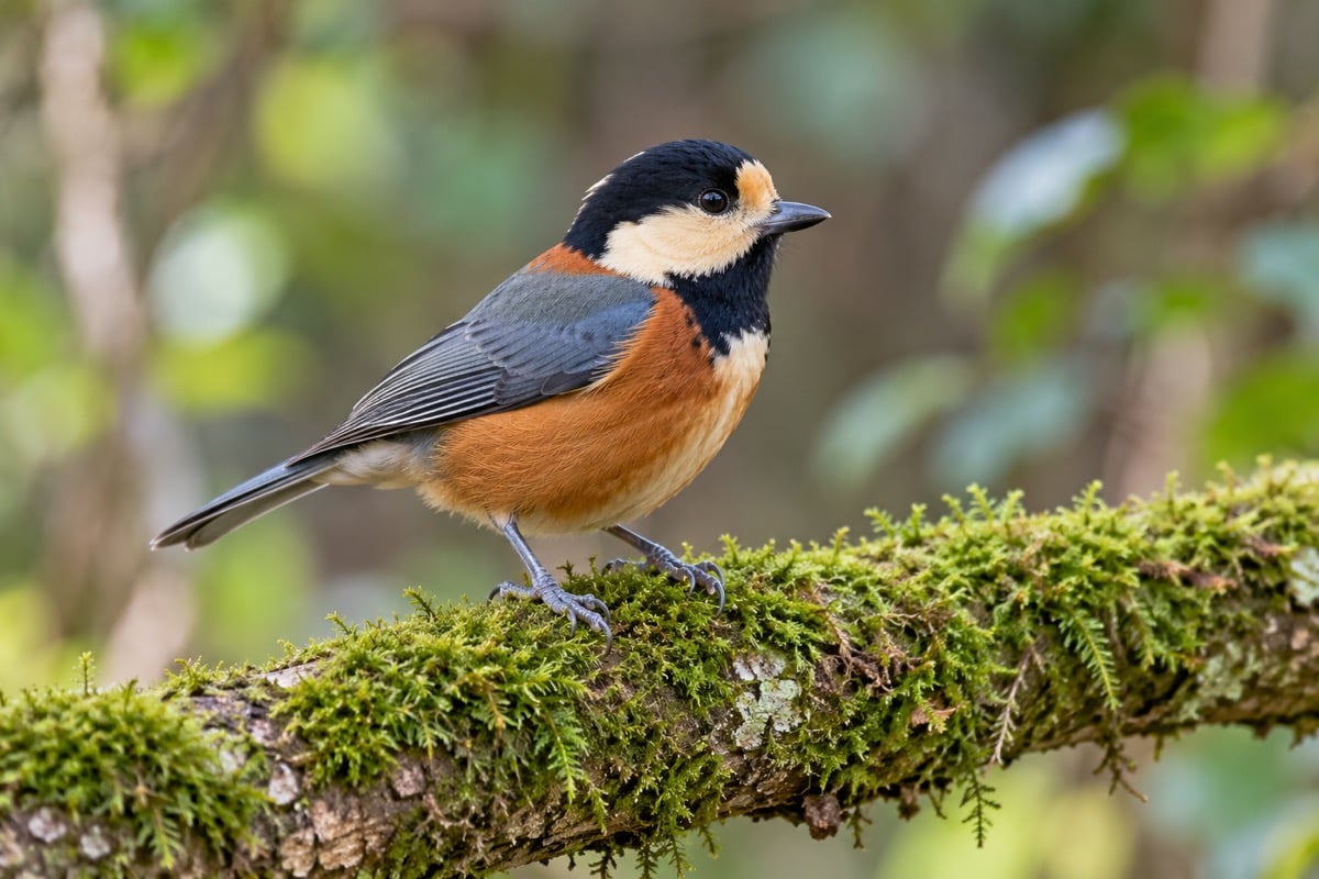 Varied Tit in its natural habitat