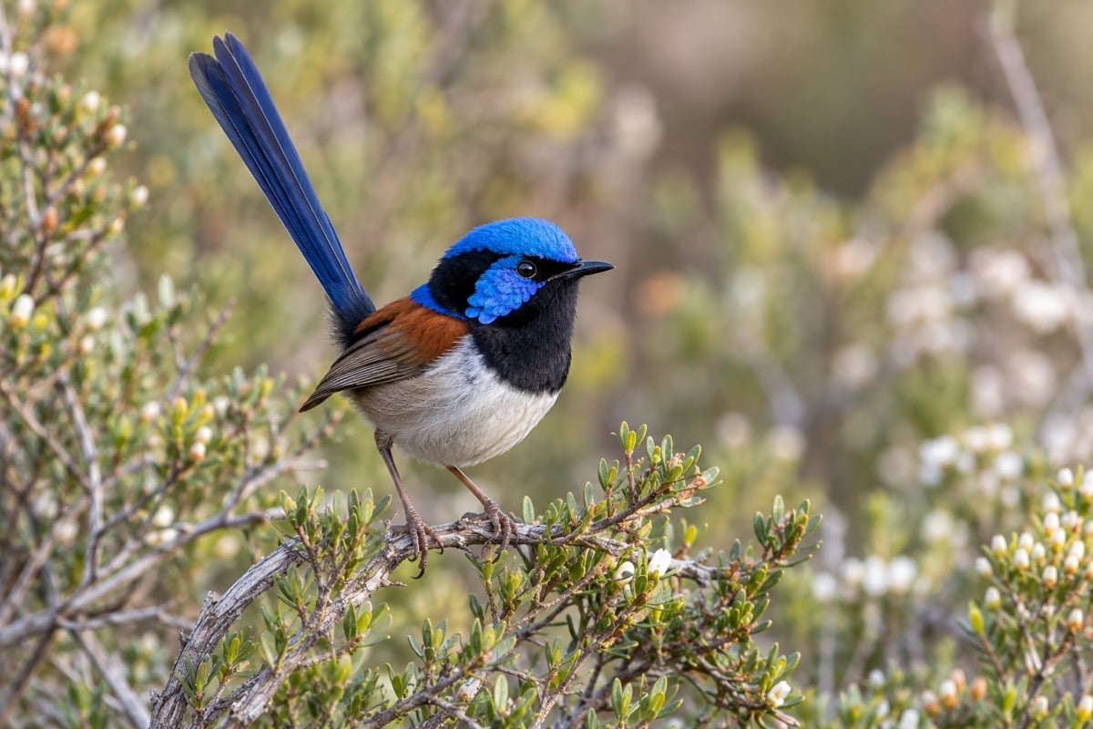 Variegated Fairy-wren in its natural habitat