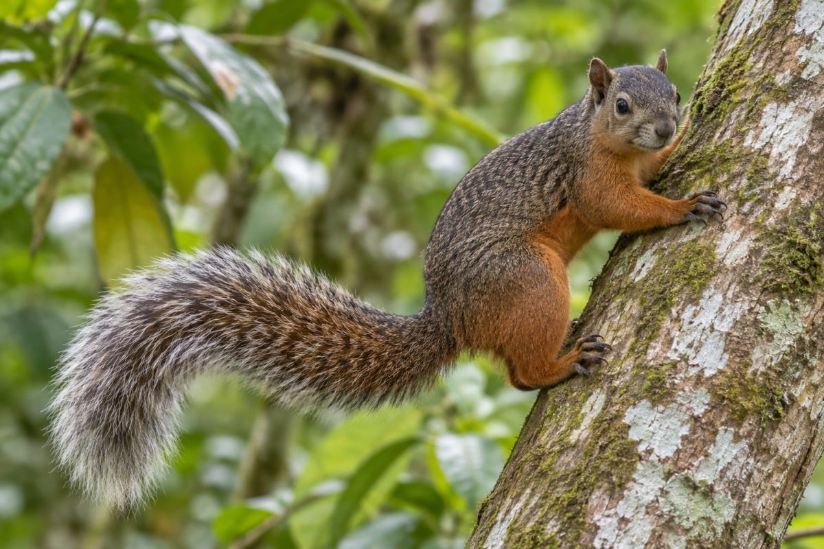 Variegated Squirrel in its natural habitat