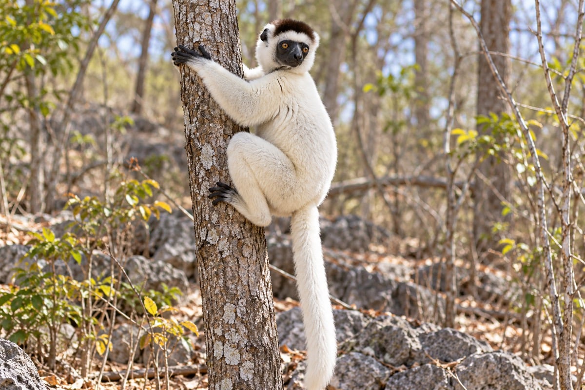 Verreaux’s Sifaka in its natural habitat