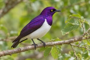 Male violet-backed starling with purple upperparts and a white belly on a branch