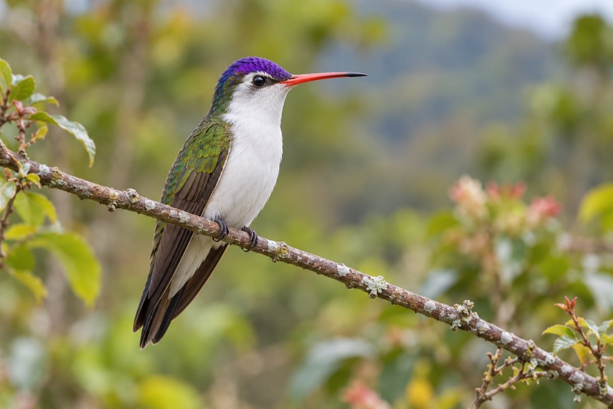Violet-crowned Hummingbird in its natural habitat