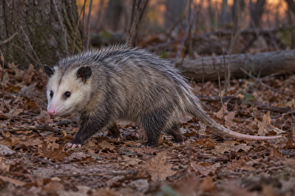 Virginia opossum with a pale pointed face and long bare tail walking among leaves