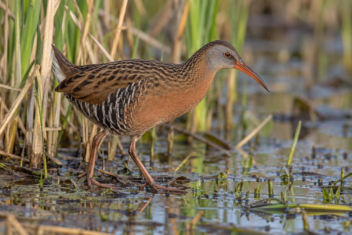 Virginia Rail in its natural habitat