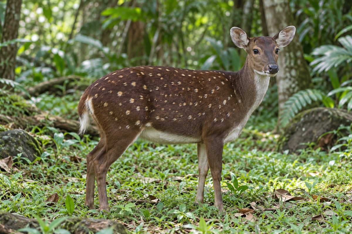 Visayan Spotted Deer in its natural habitat