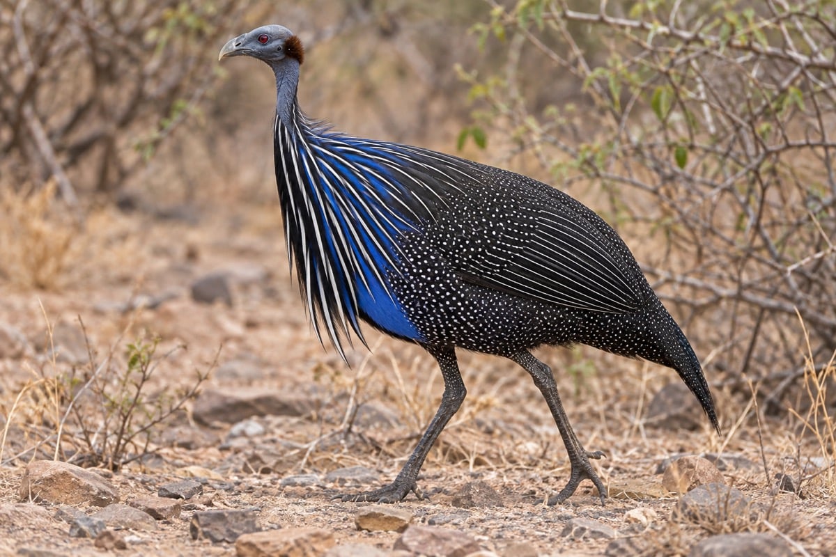 Vulturine guineafowl with blue breast feathers and a small bare head in dry grassland
