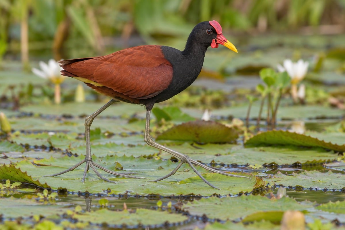 Wattled Jacana in its natural habitat