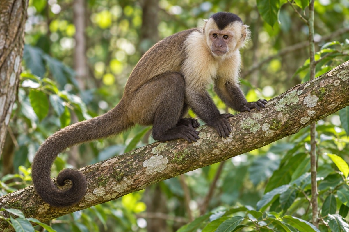 Weeper Capuchin in its natural habitat