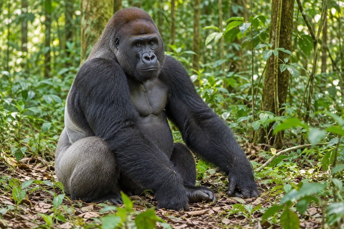 Adult male western lowland gorilla with a silver back sitting on a forest floor