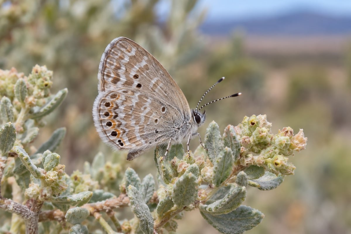 Western Pygmy Blue in its natural habitat