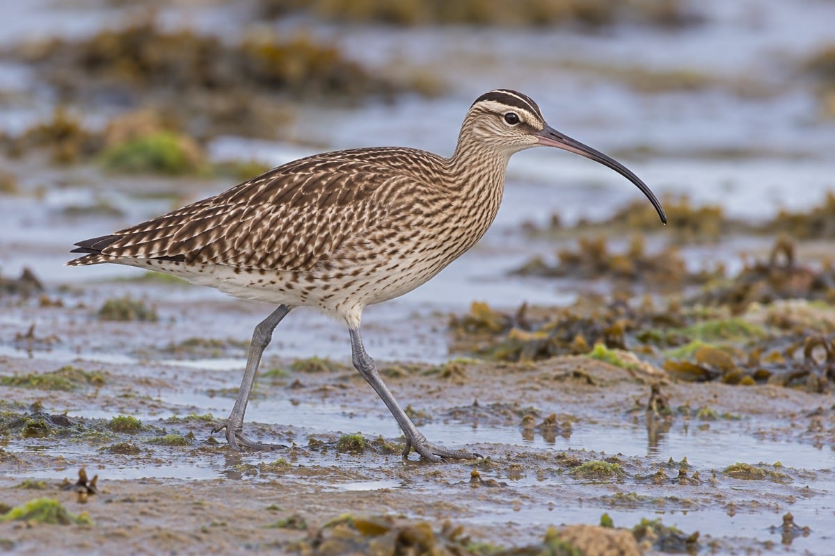 Whimbrel in its natural habitat