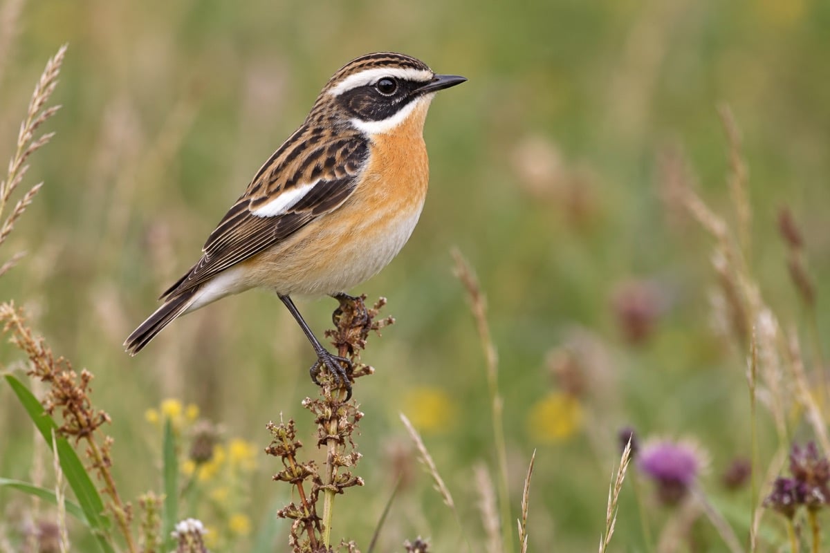 Whinchat in its natural habitat