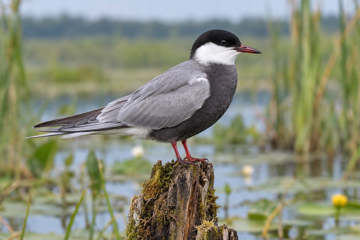 Whiskered Tern in its natural habitat