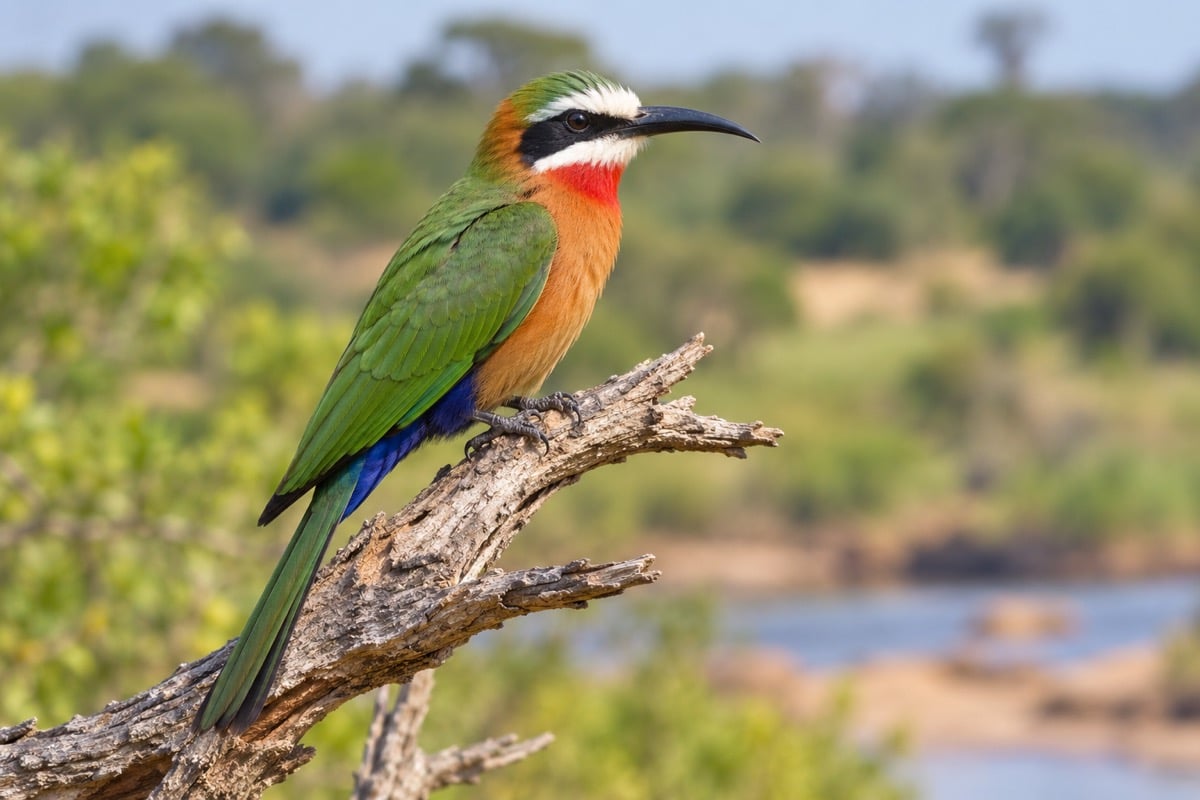 White-fronted Bee-eater in its natural habitat