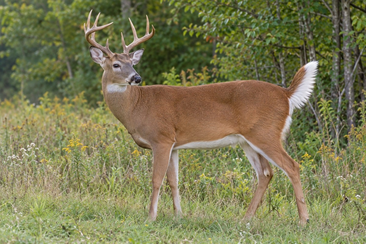 White-tailed buck standing at a woodland edge with the white underside of its tail raised