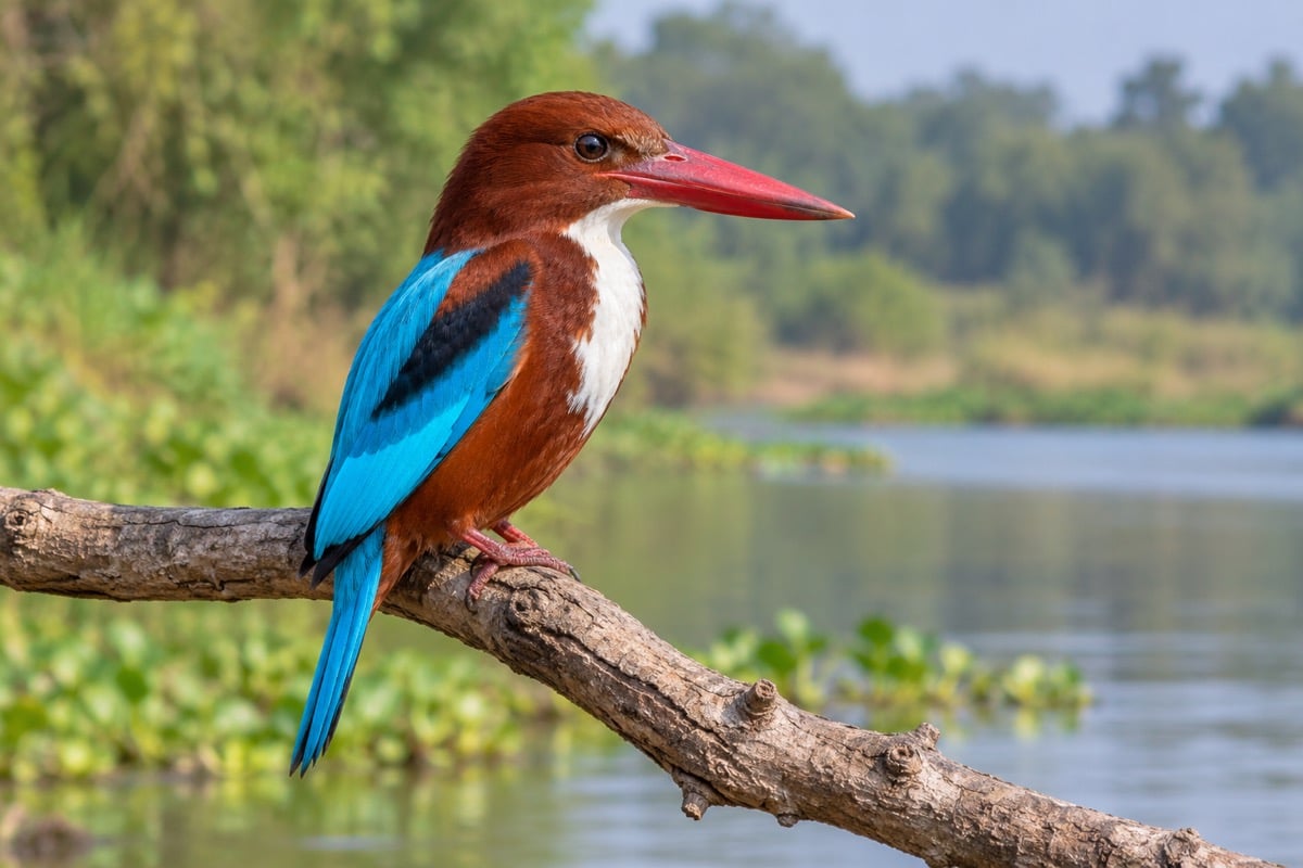 White-throated Kingfisher in its natural habitat