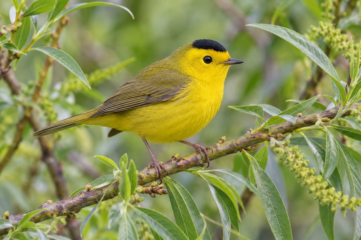 Wilson’s Warbler in its natural habitat