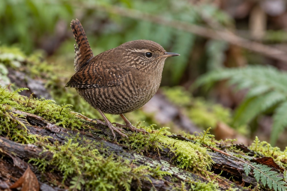 Winter Wren in its natural habitat