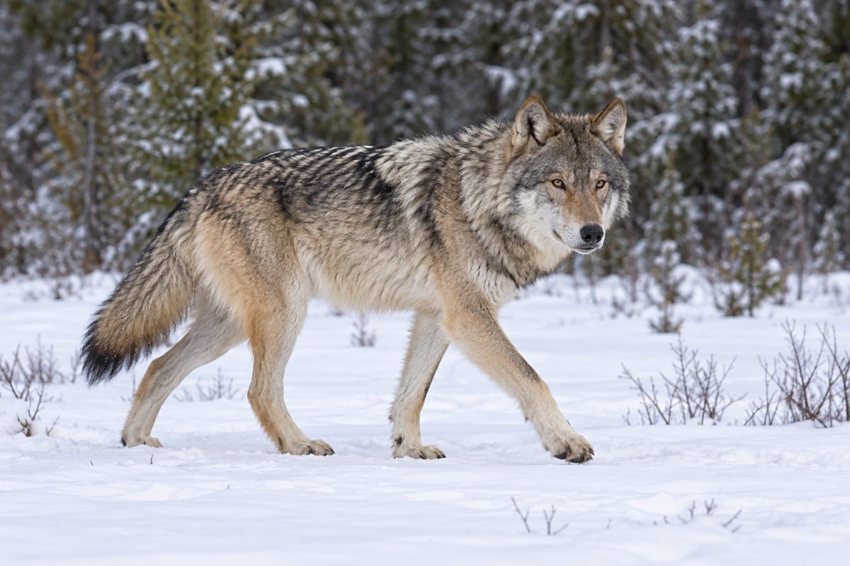 Gray wolf with a thick winter coat standing in a snowy forest clearing