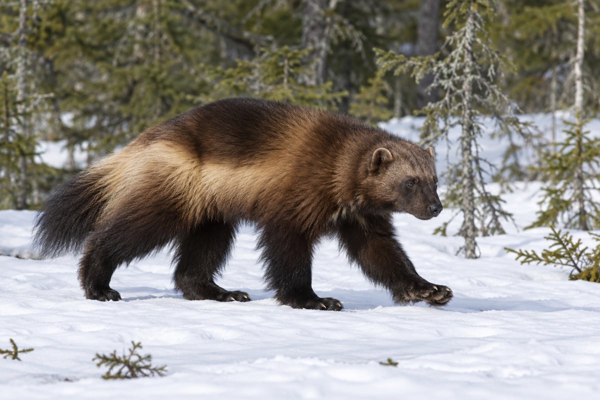 Wolverine with a stocky body and pale flank bands walking across snow