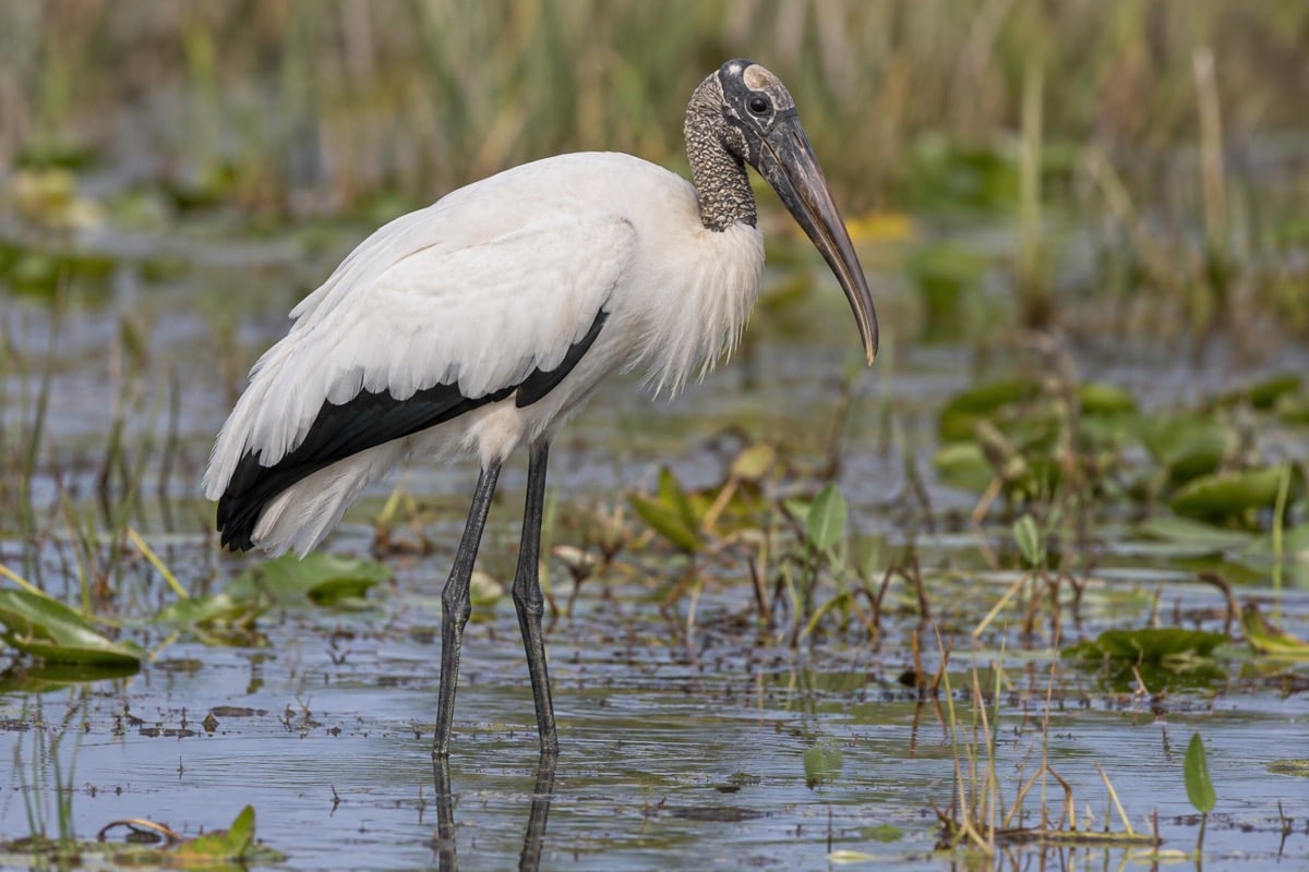 Wood Stork in its natural habitat