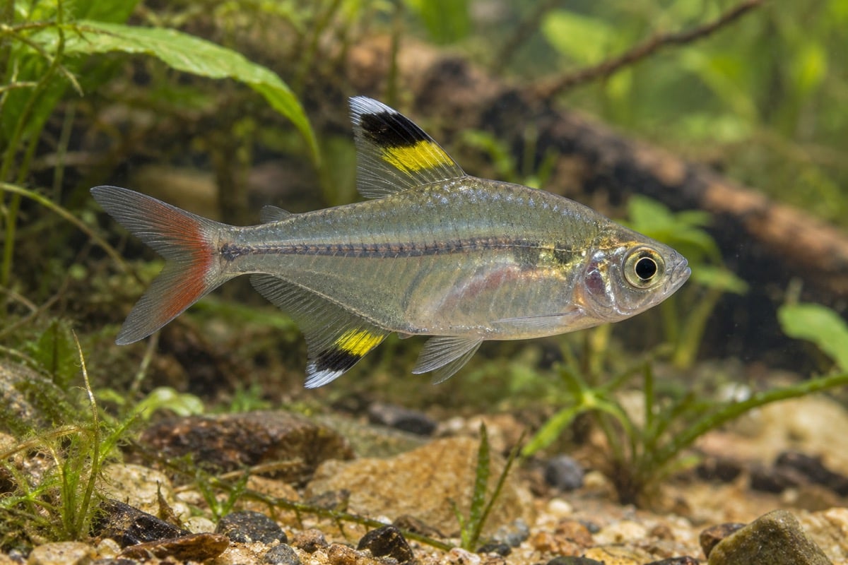 X-ray tetra with a translucent silvery body and black, yellow and white fin markings
