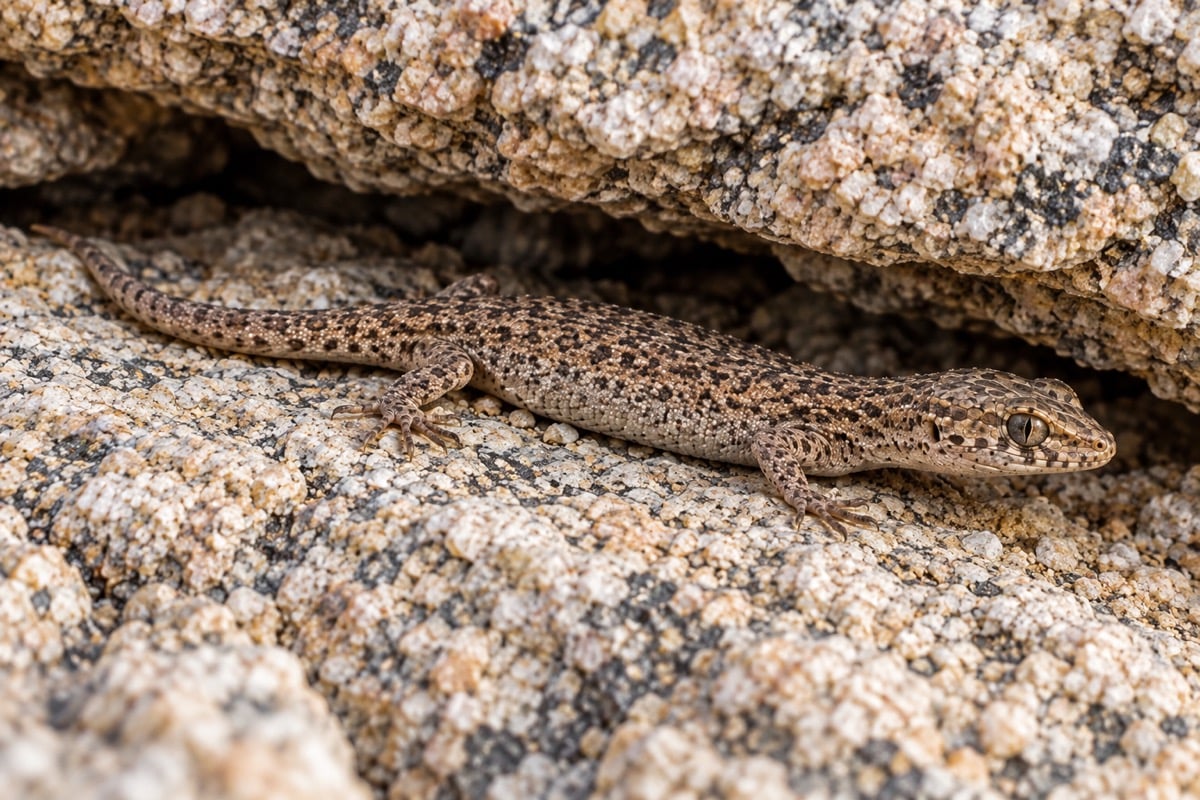 Xantusia henshawi (Granite Night Lizard) in its natural habitat