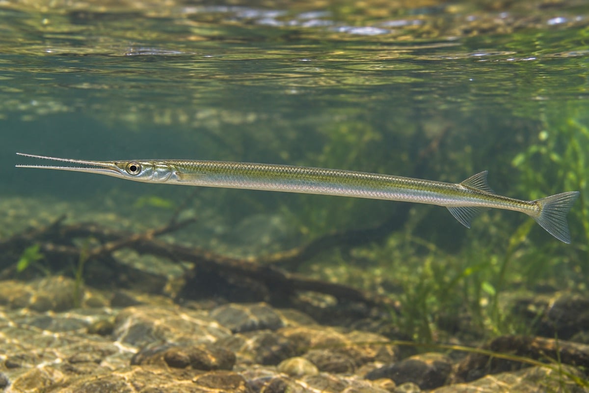 Xenentodon cancila (Freshwater Garfish) in its natural habitat