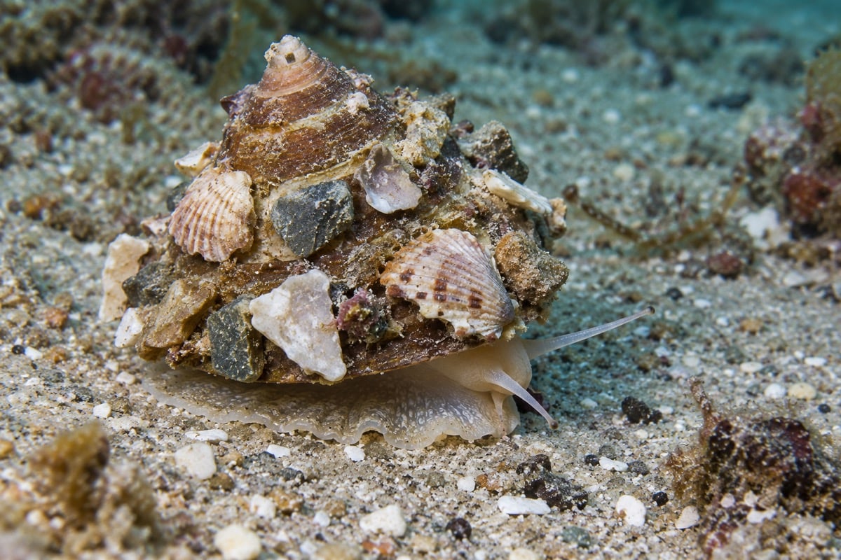 Xenophora carrier snail with small shell fragments attached to its conical shell on a sandy seabed