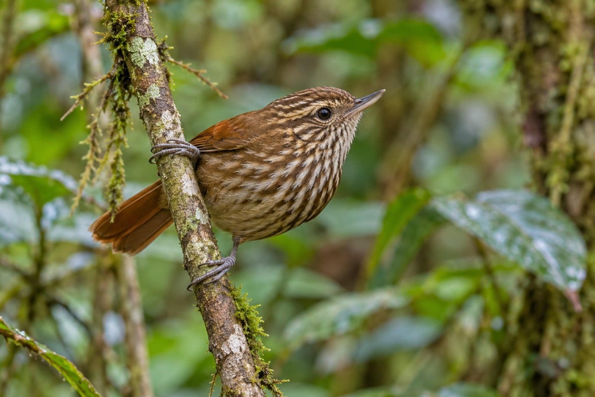 Xenops rutilans (Streaked Xenops) in its natural habitat
